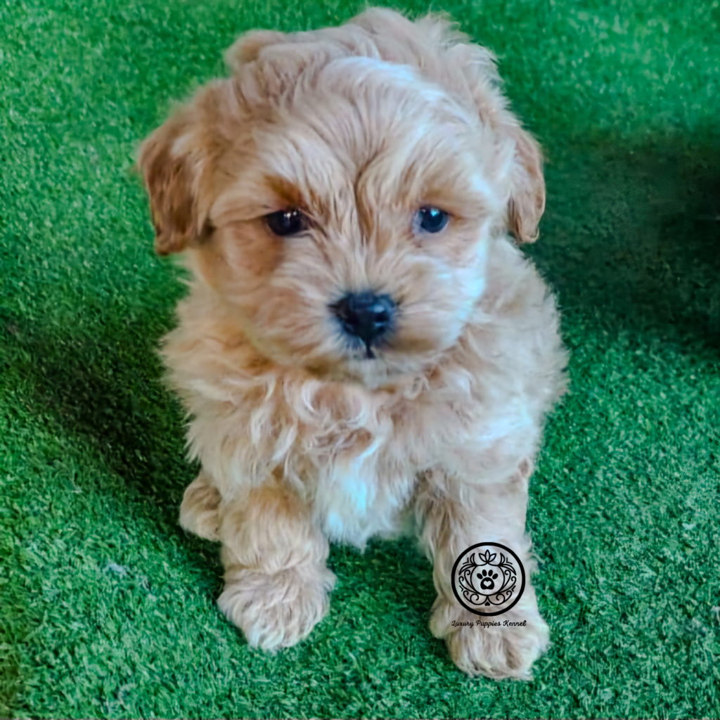 Maltipoo